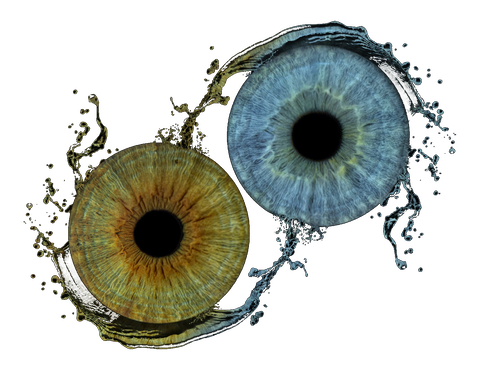 A honey-gold iris and a pale blue iris joined by a ribbon of water