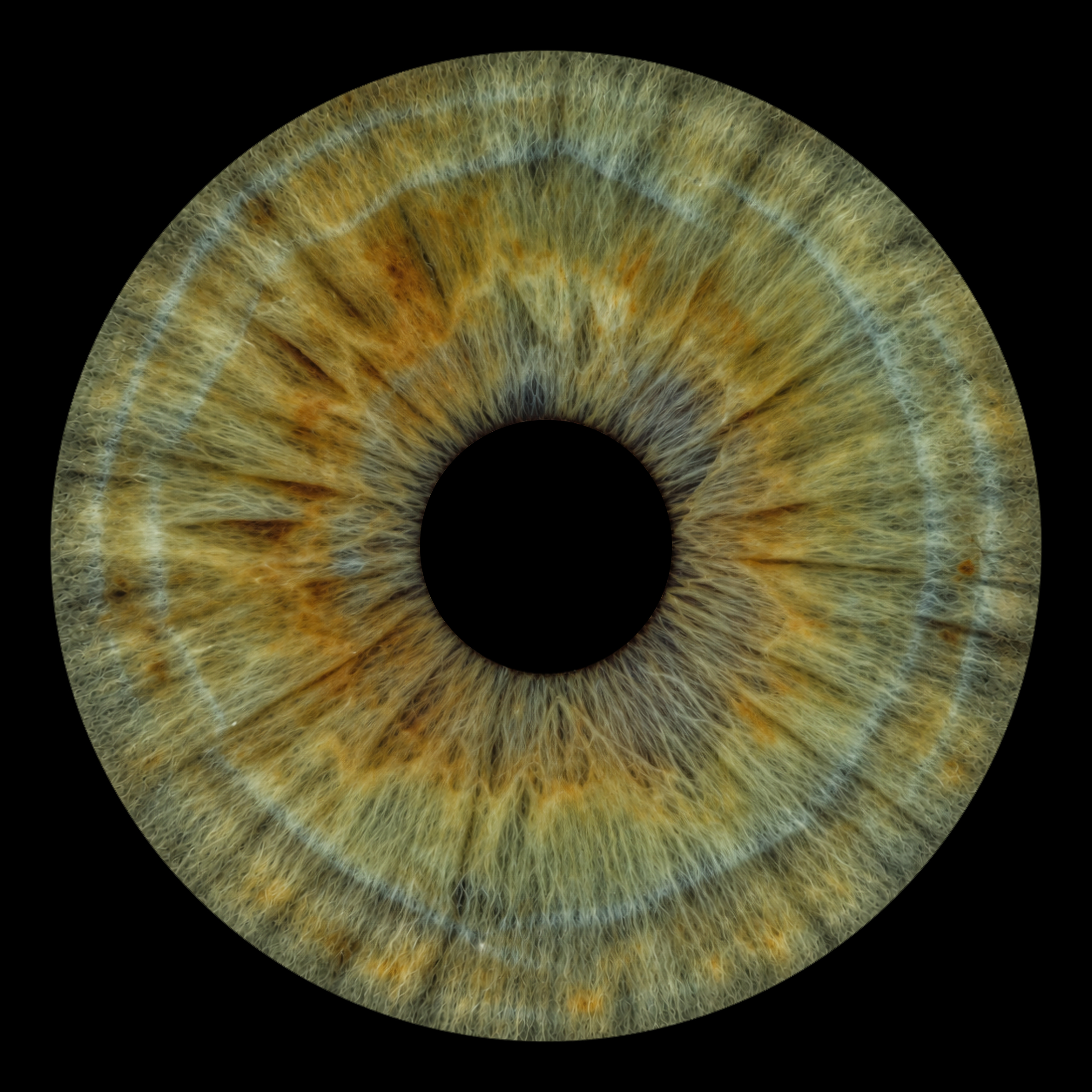 Hazel iris artwork showing fine green and gold fibers around the pupil