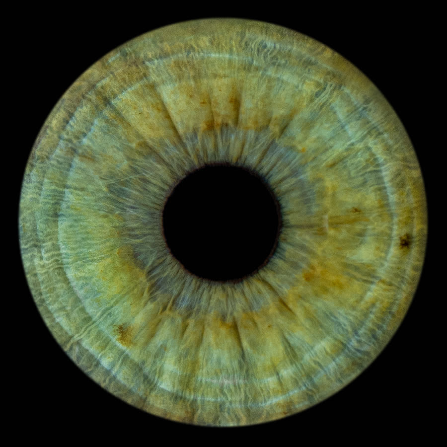 A pale sage-green iris with a grey outer ring
