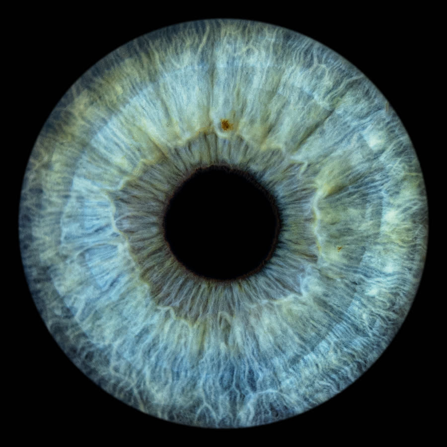 A very pale silver-blue iris