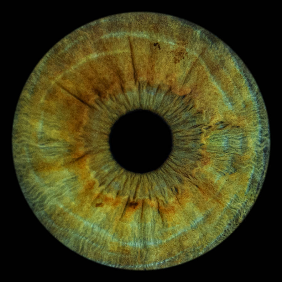 Macro photograph of an iris, its fibres resolved down to the thread